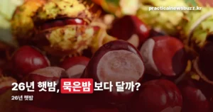 26년 햇밤 — 생산량은 줄었는데 가격은 언제가 쌀까